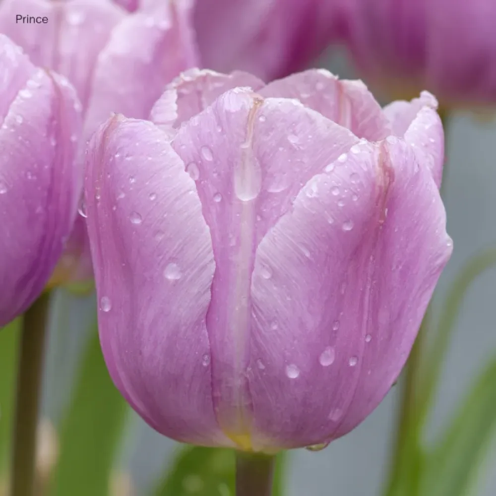 Tulipan Light Pink Prince (ružičasti)