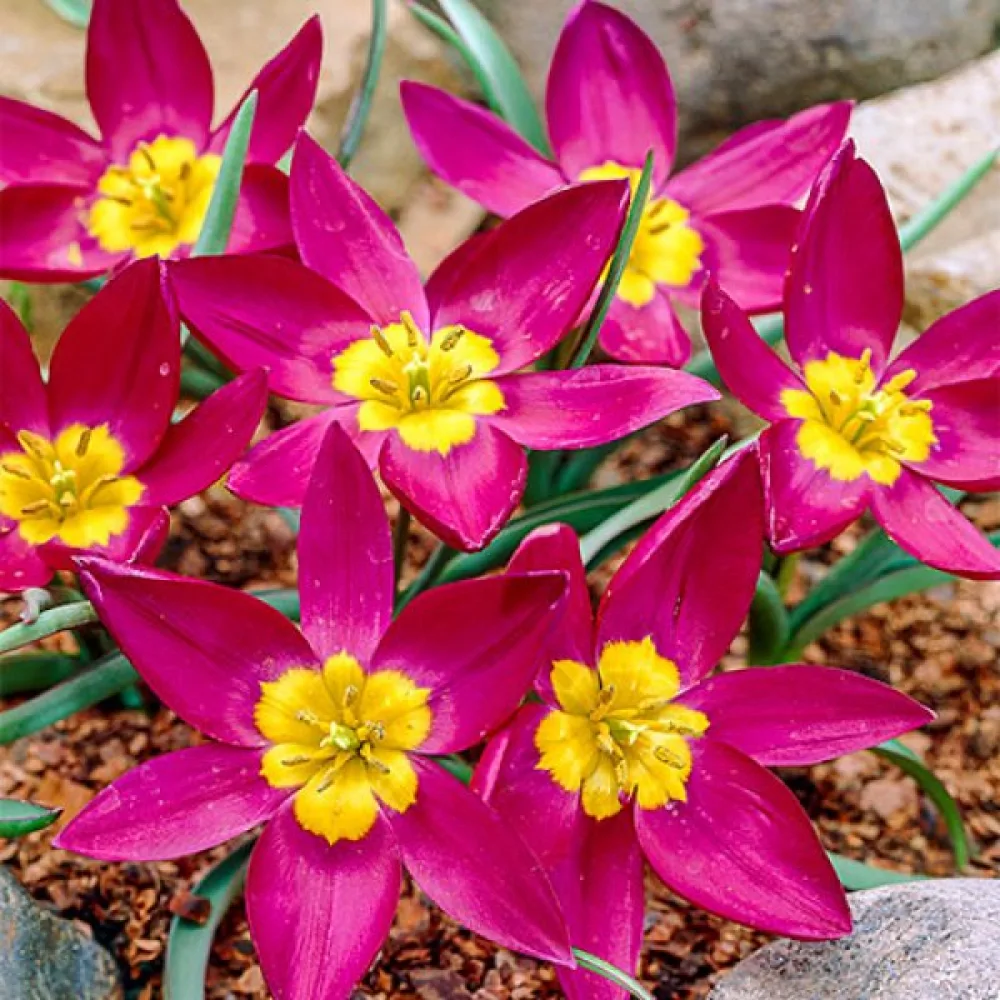 Tulipan Odalisque Pulchella (ljubičasti)