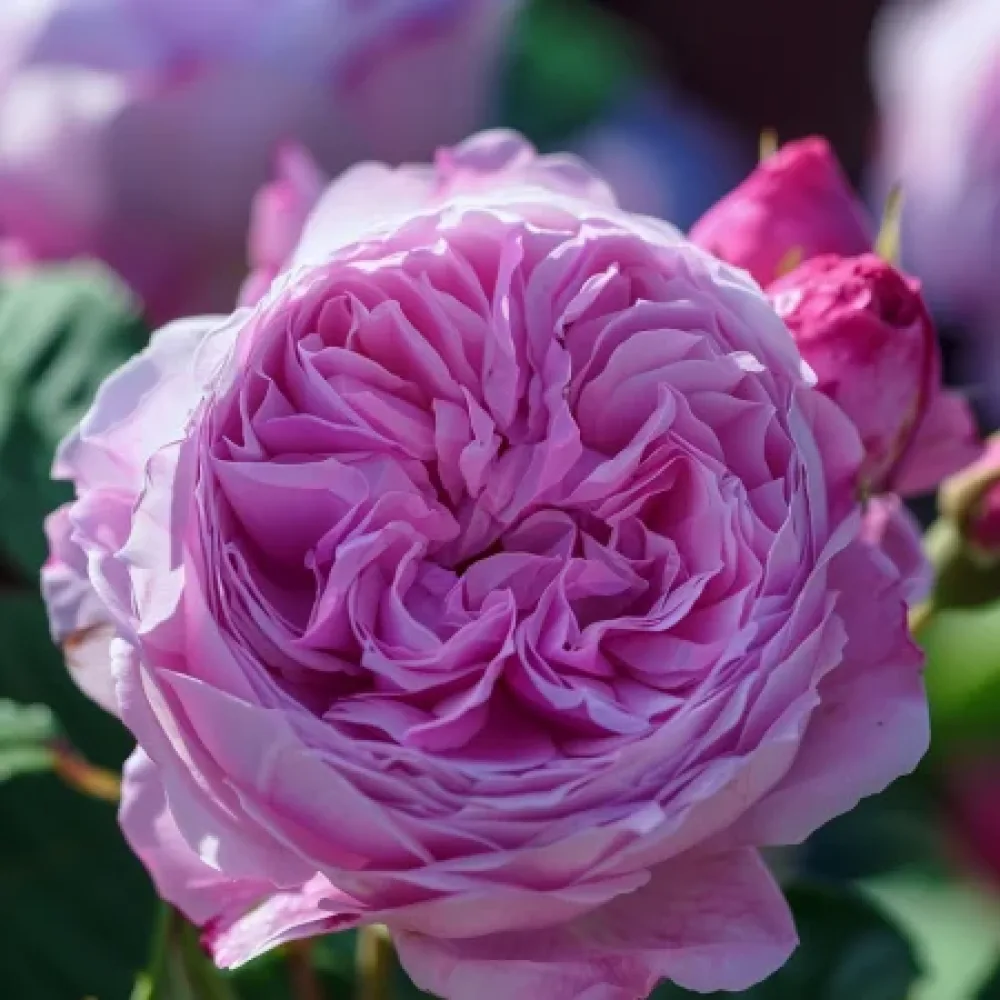 Ruža Pink Magic (ružičasta) - golog korijena