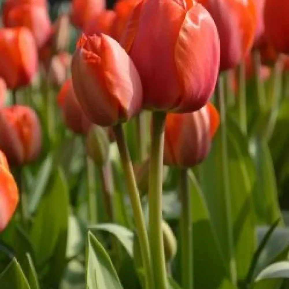 Tulipan Ad Rem (narančasti)