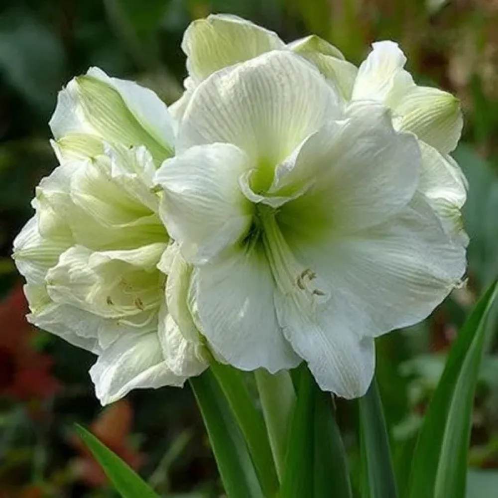 Amarilis Marilyn (crveni)