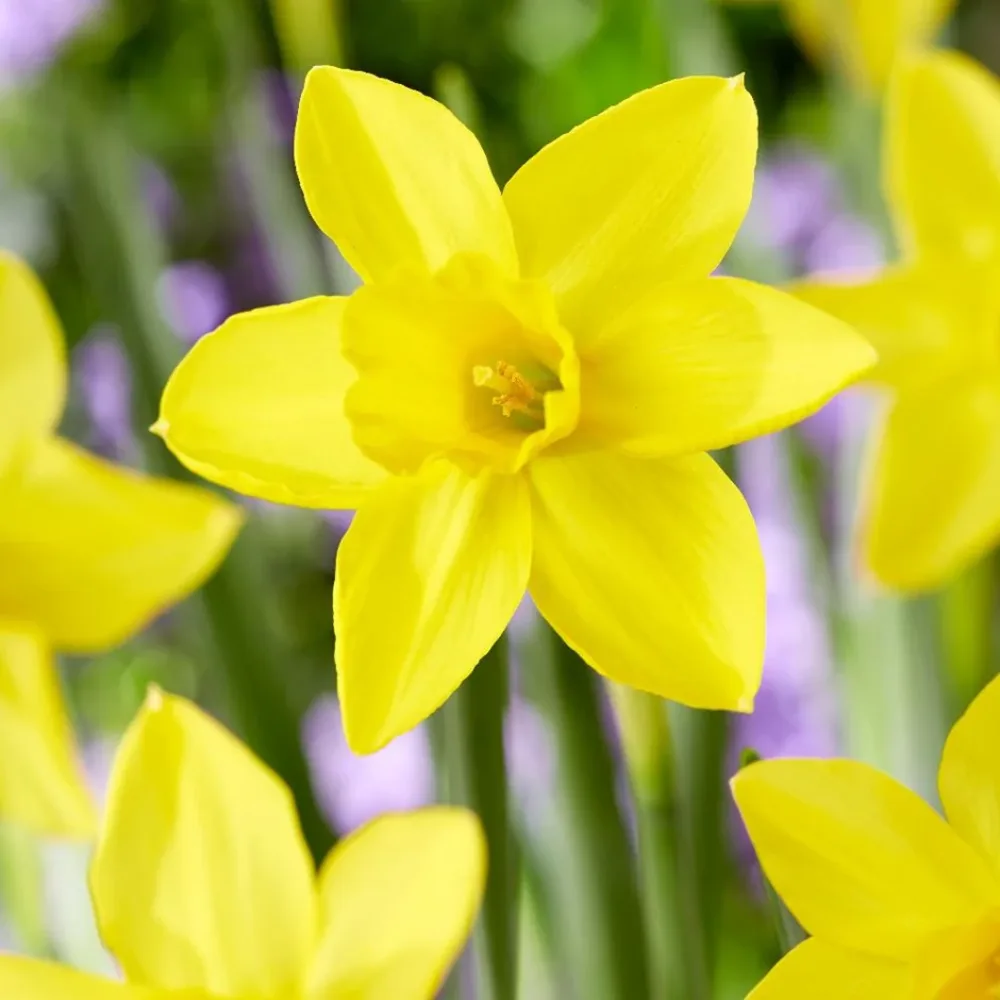 Narcis Marie Curie Diamond (žuti)