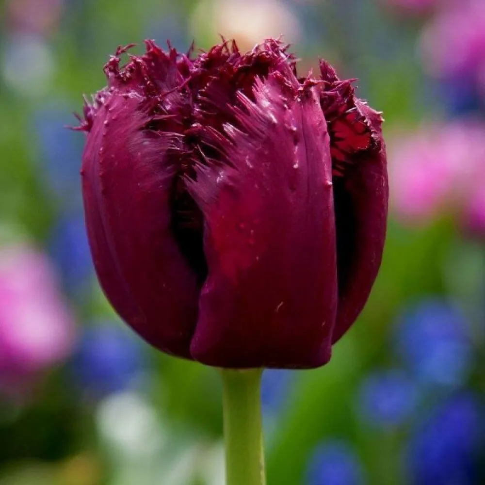 Tulipan Gorilla (ljubičasti)