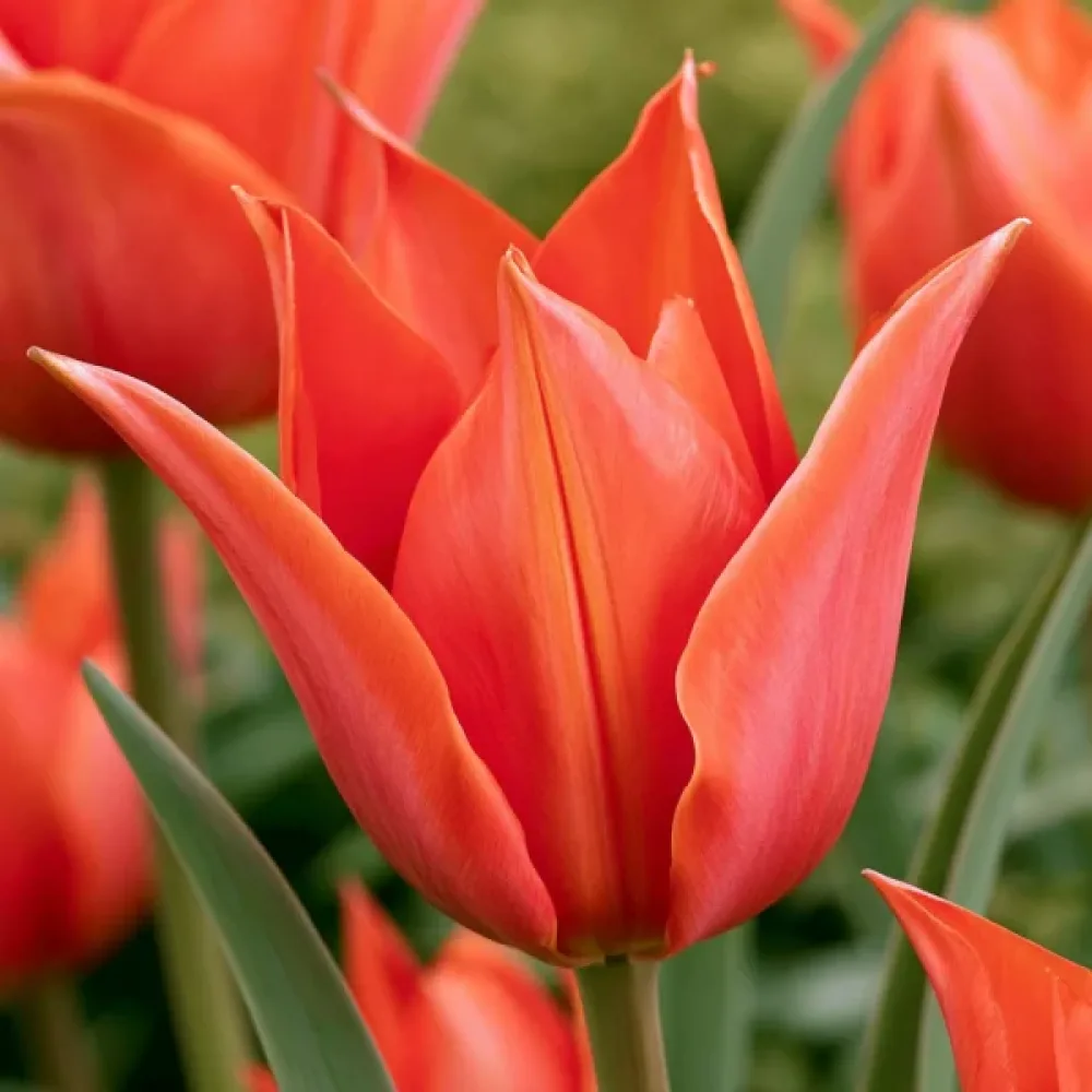 Tulipan Rigas Barikades (ljubičasti)