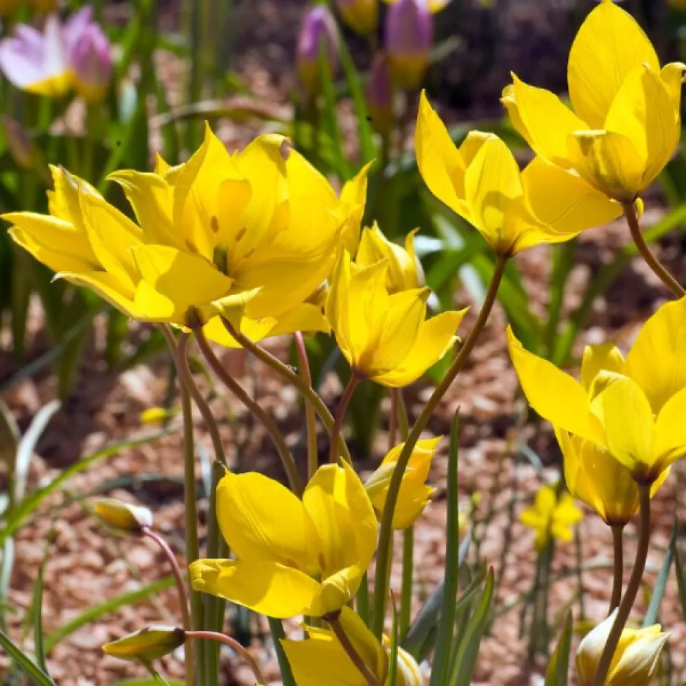 Tulipan Sylvestris (divlji)