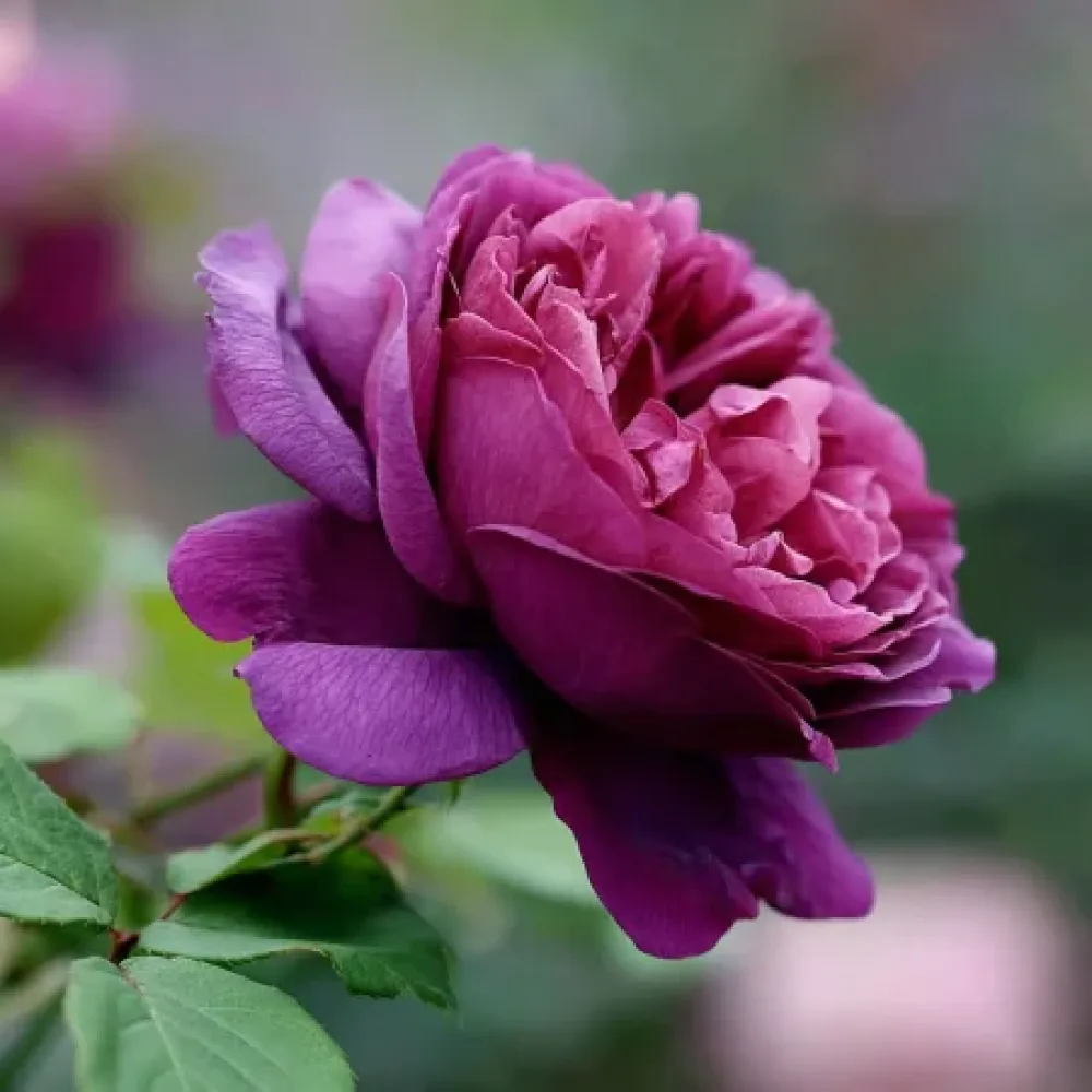 Ruža Purple Harmony (purpurna) - golog korijena