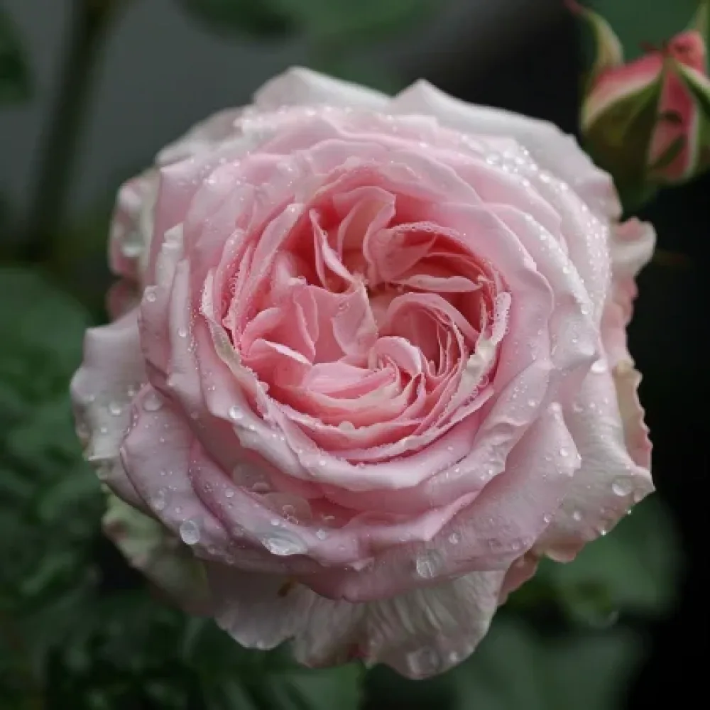 Ruža Lightflora - golog korijena