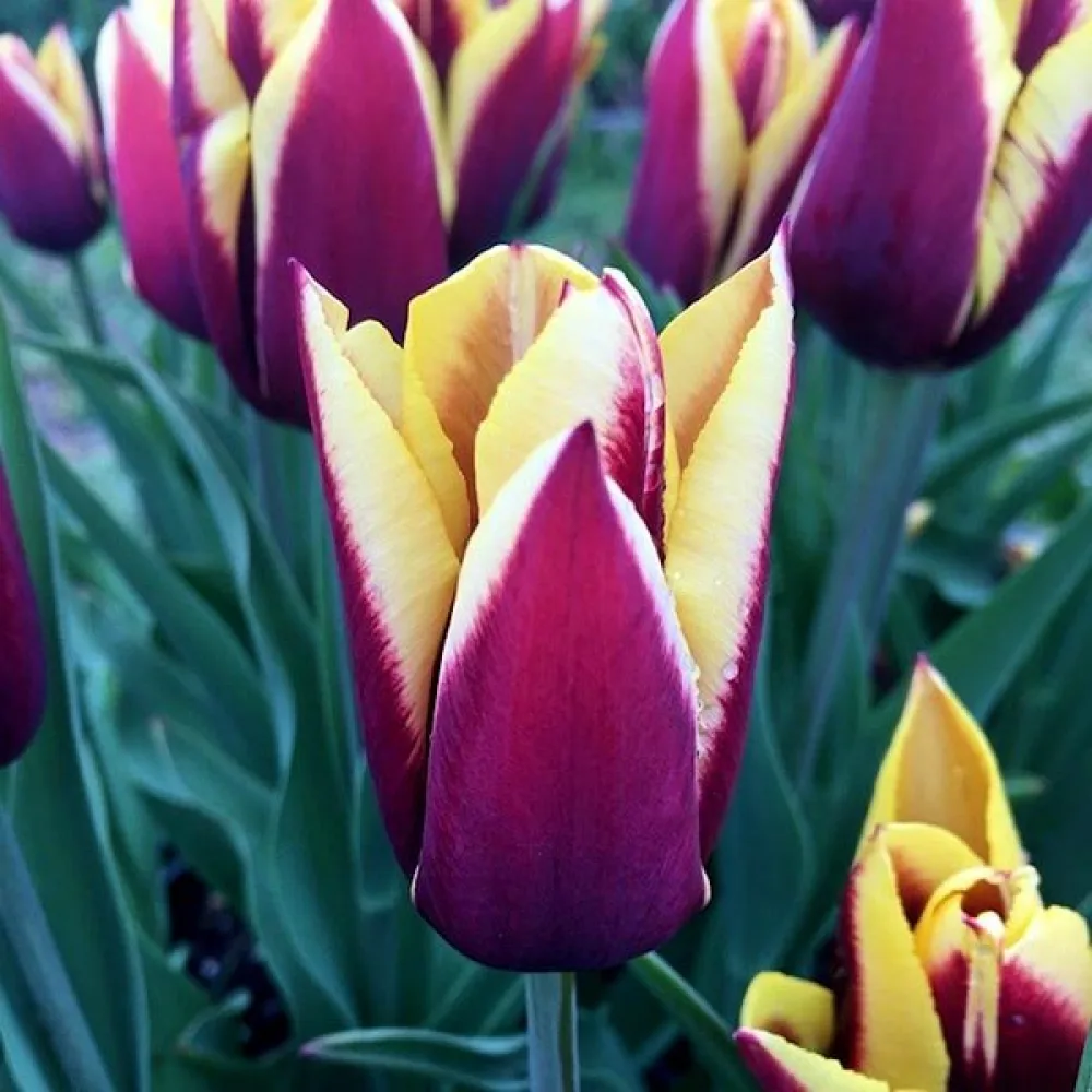 Tulipan Gavota (ljubičasti)