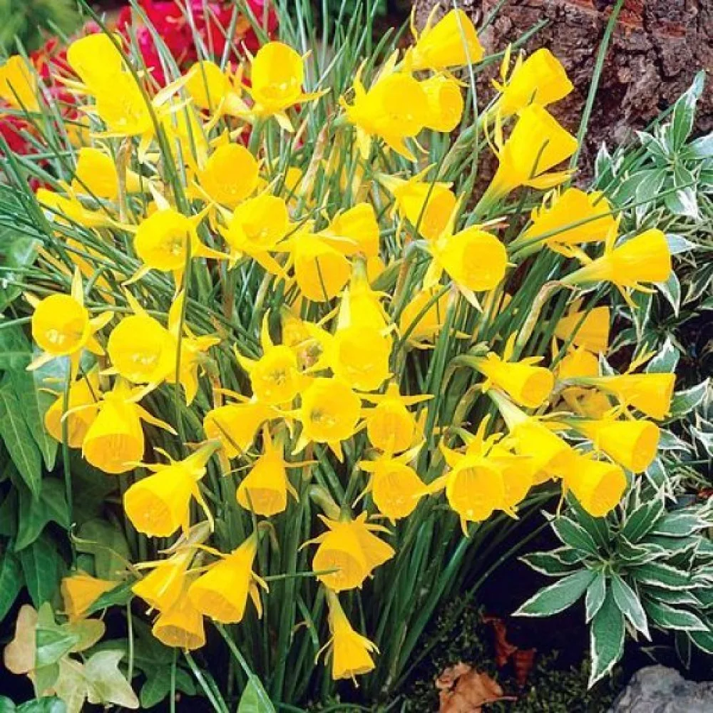 Narcis Golden Bells bulbocodium (zlatni)