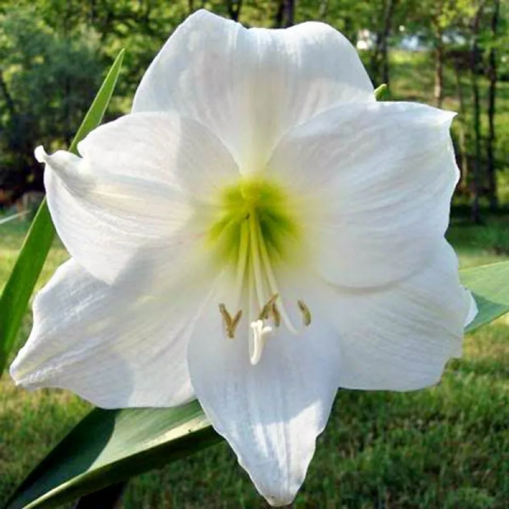 Amarilis MONT BLANC (bijeli)