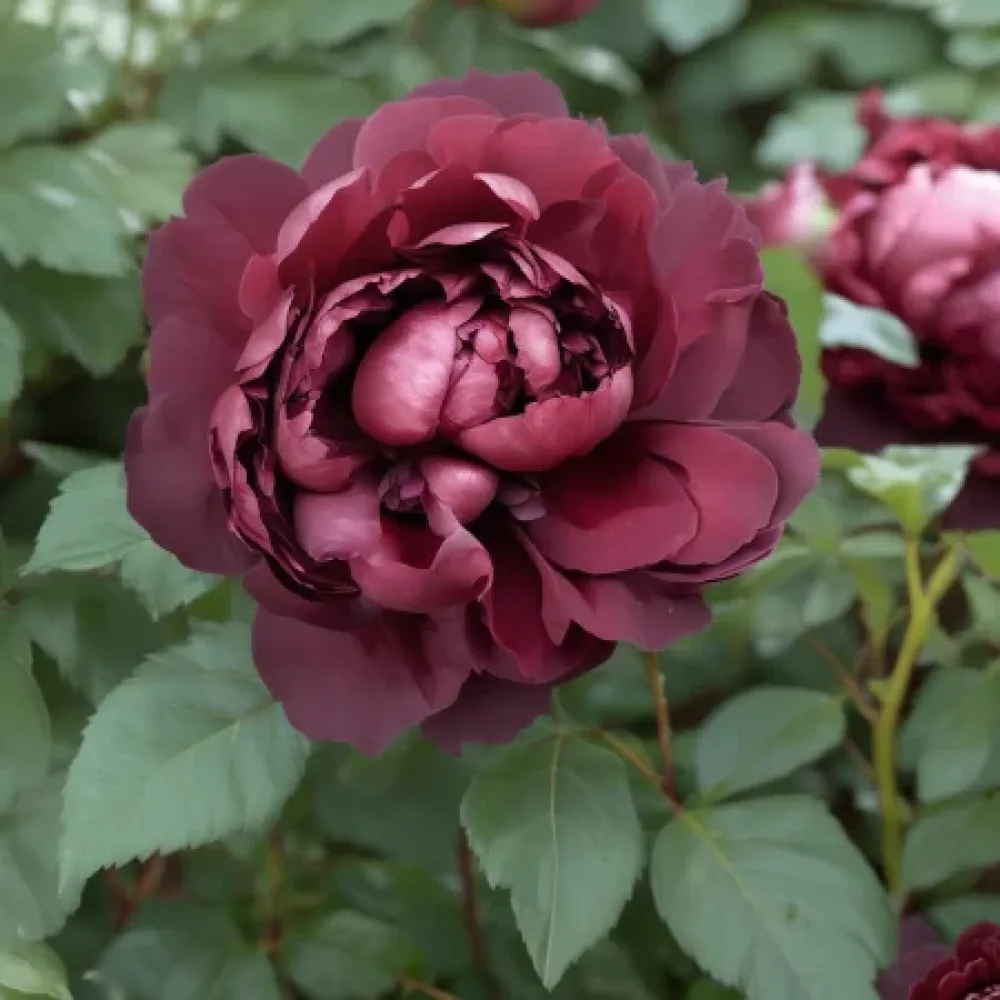 Ruža Dark Ambrosia (bordo) - golog korijena