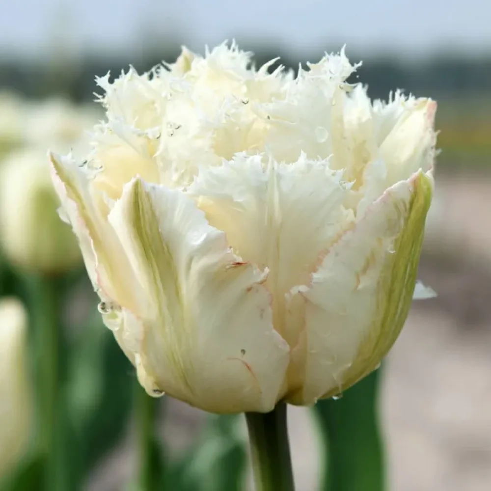 Tulipan Noordeinde (kremasti)