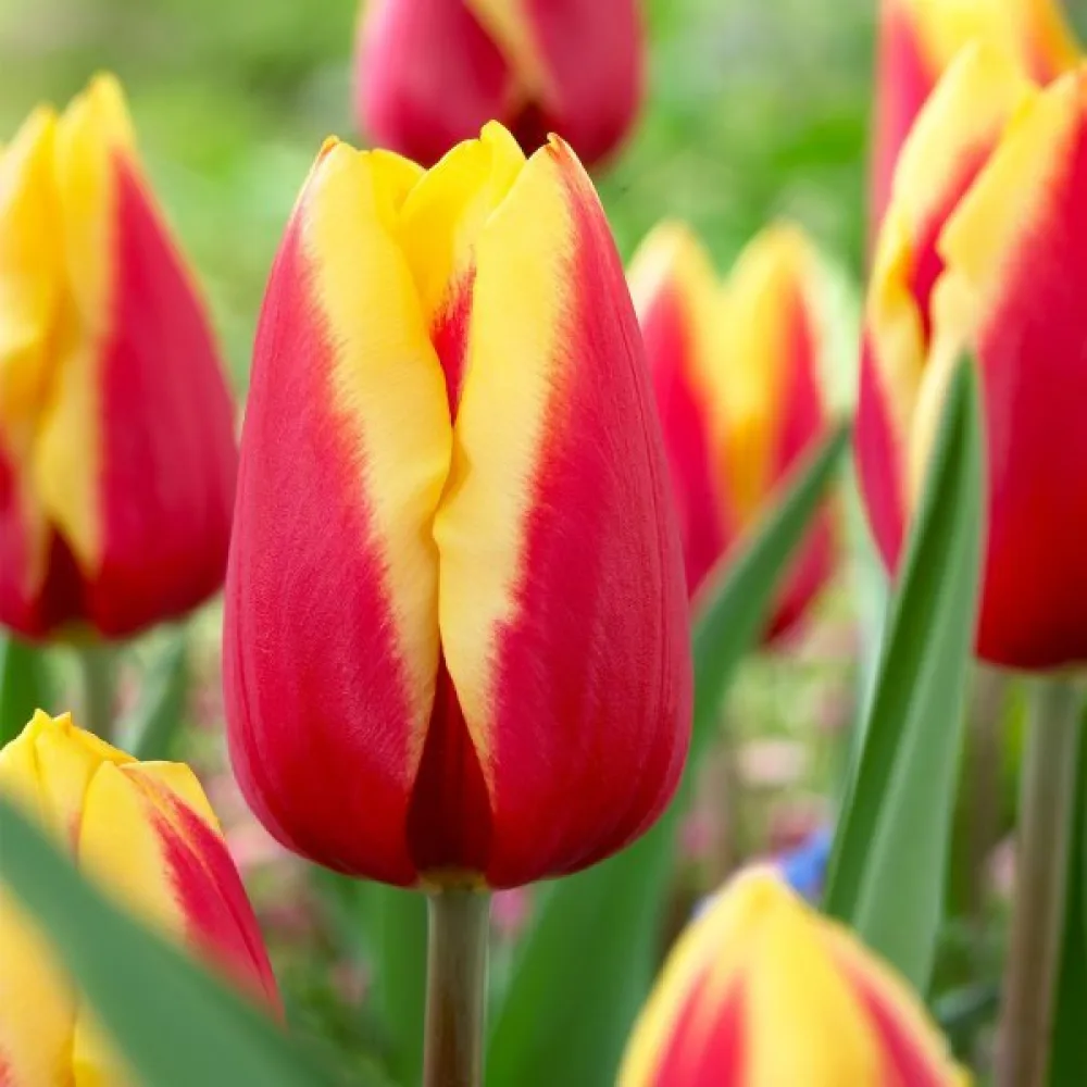 Tulipan JAN SEIGNETTE (crveni)