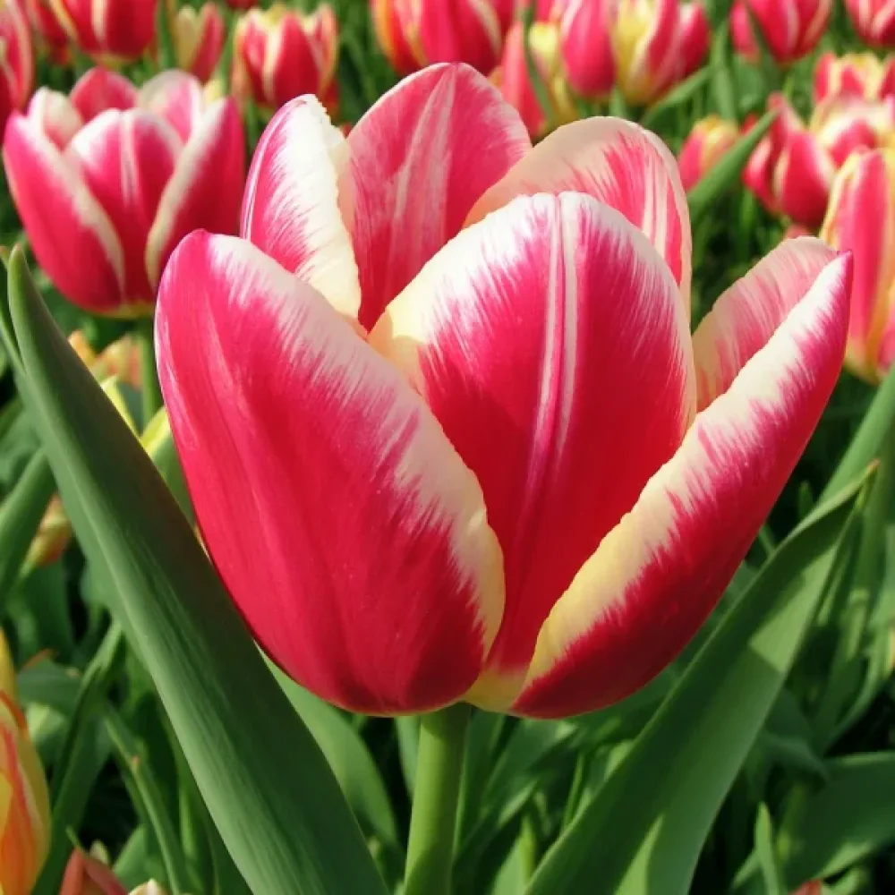 Tulipan One Love (ružičasti)