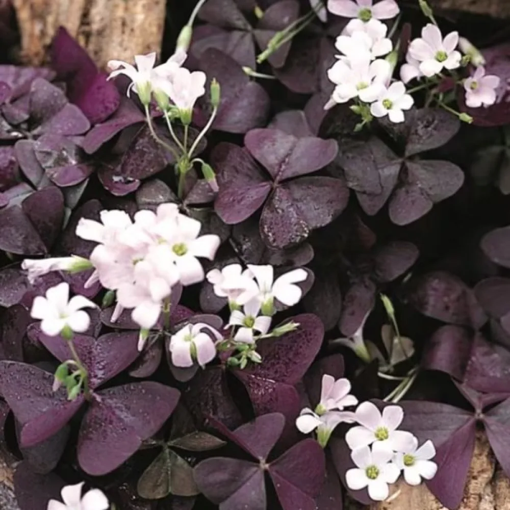 Oksalis Triangularis (ružičasti)