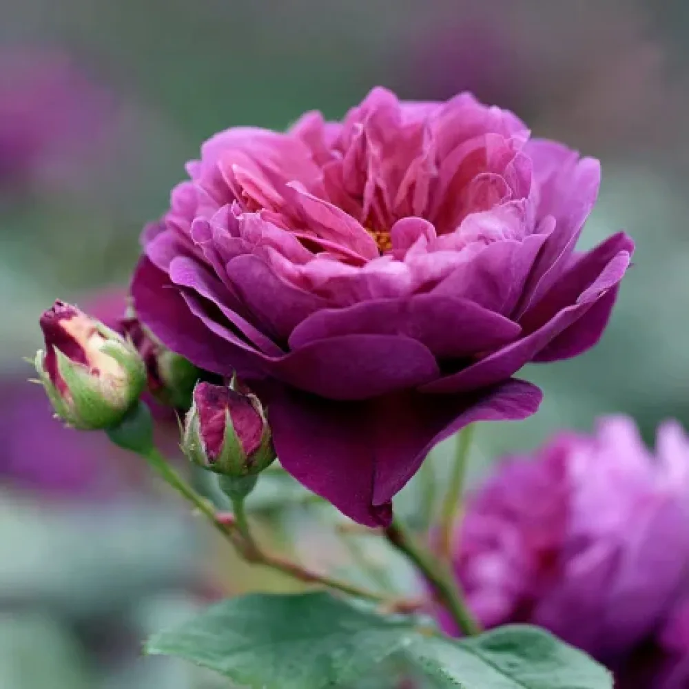 Ruža Purple Harmony (purpurna) - golog korijena