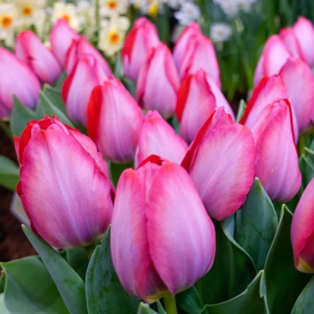 Tulipan Pink Sound (ružičasti)