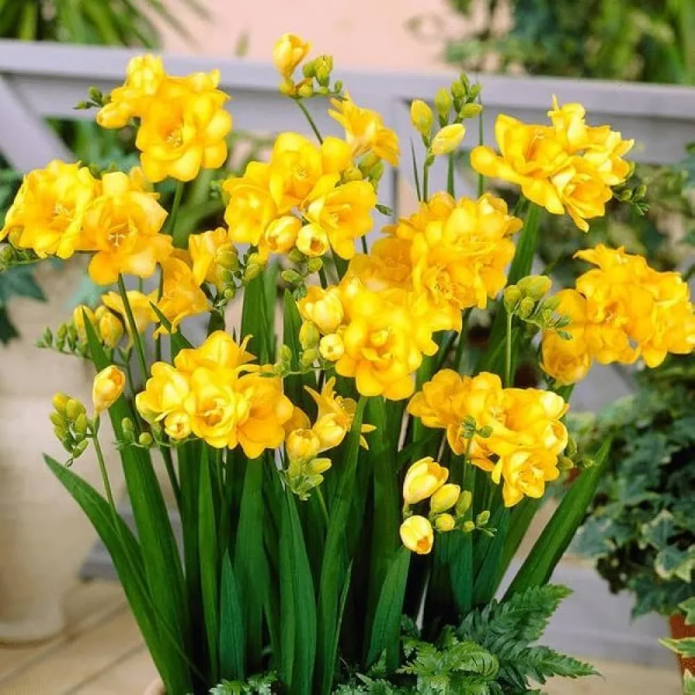 Frezija Double yellow (žuta puna)