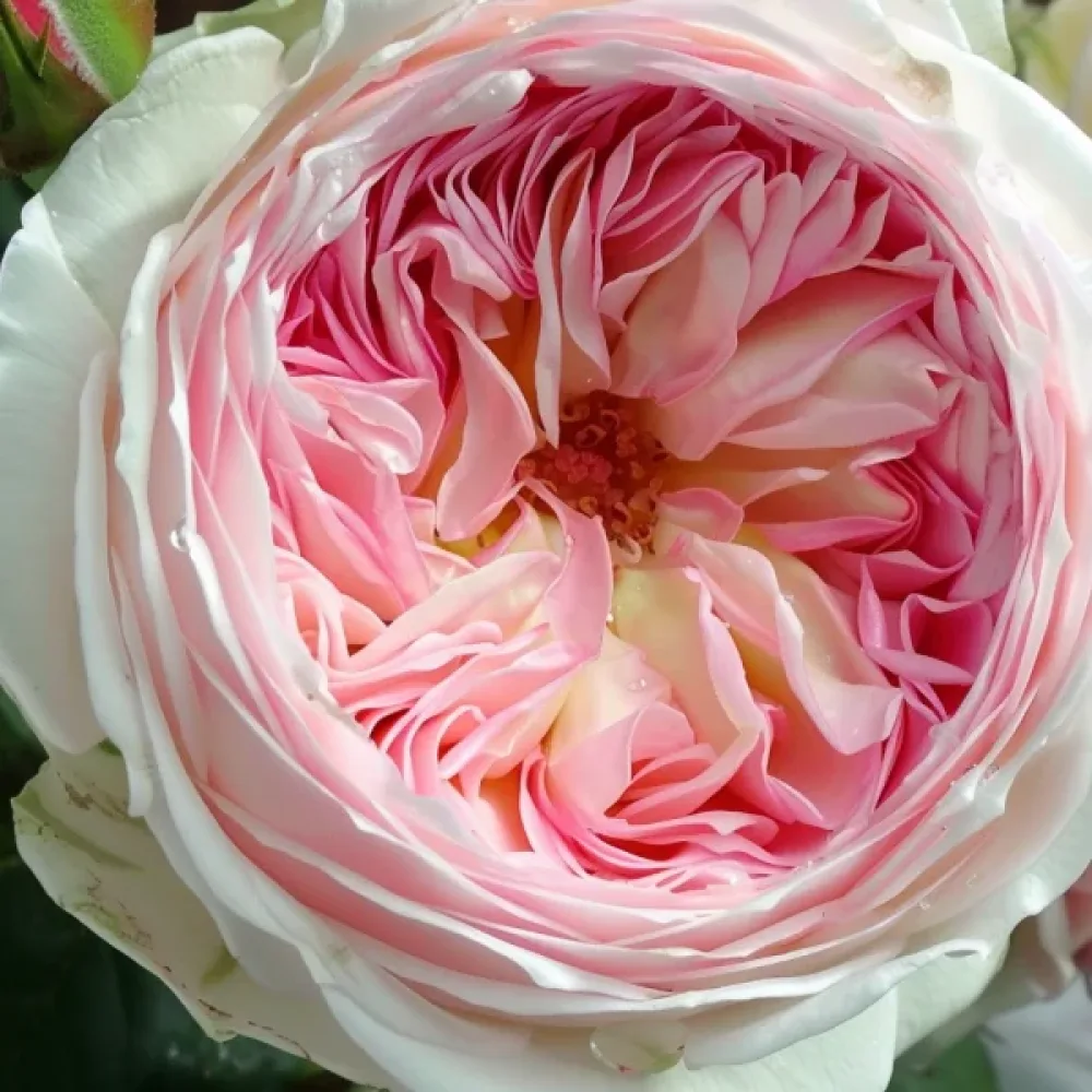 Ruža Pink Melody (ružičasta)