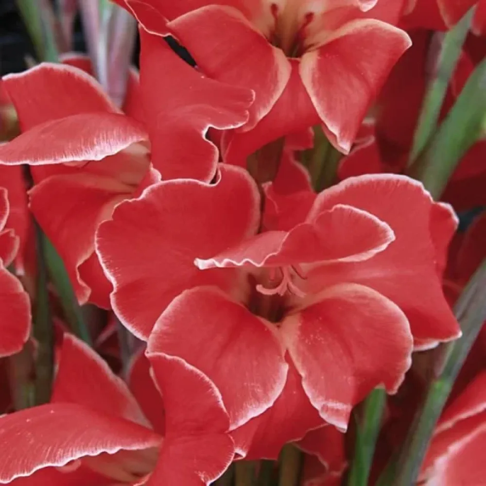 Gladiola Atom (krem)