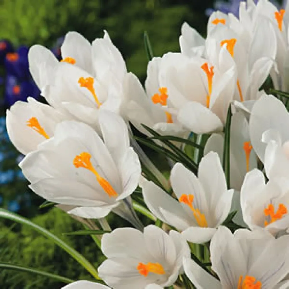 Krokus Jeanne Darc (bijeli)