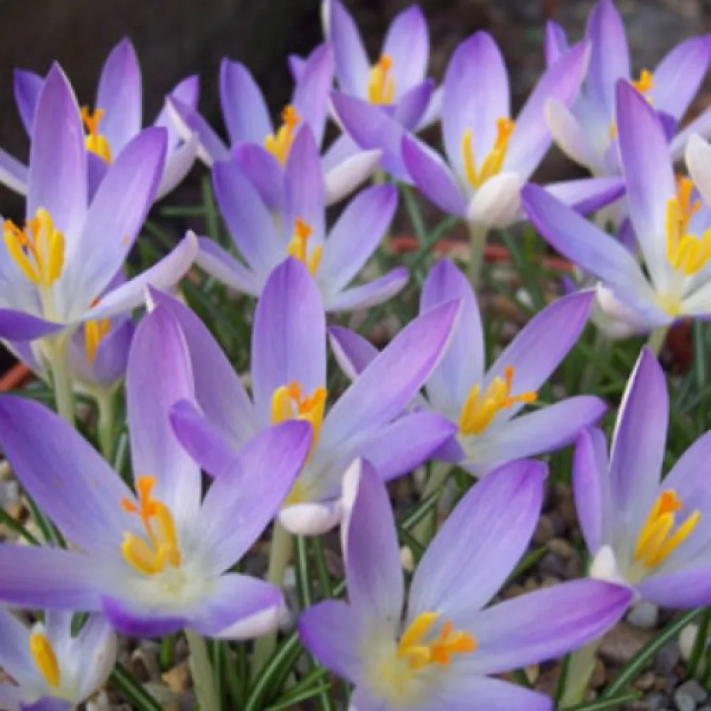 Šafran Lilac Beauty Tommasinianus (jorgovan)