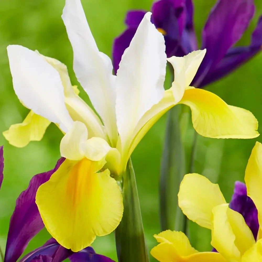 Iris Symphony hollandica (žuti)