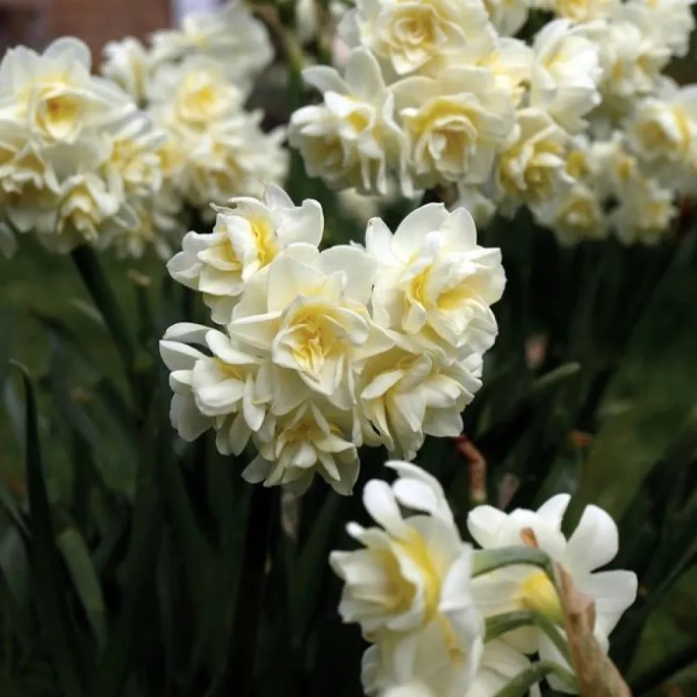 Narcis Erlicheer (kremasti)