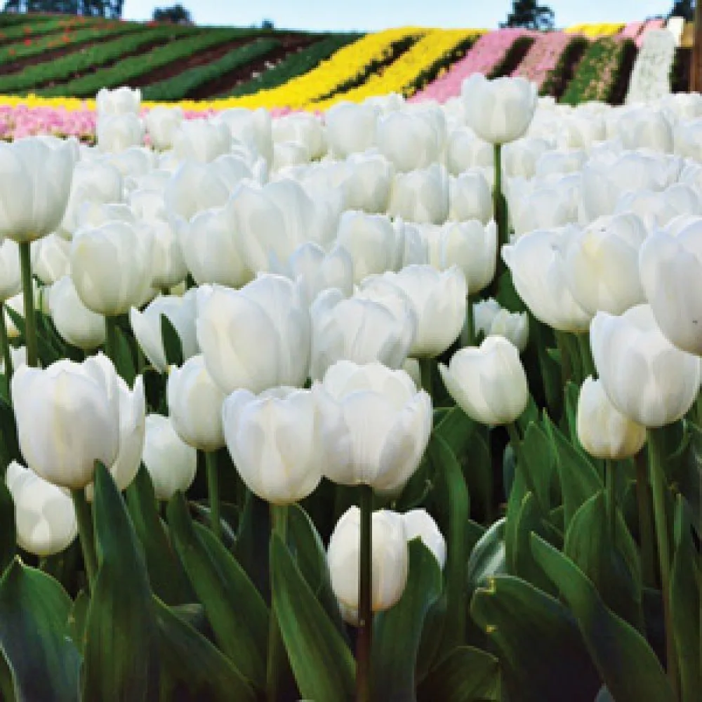 Tulipan Antarctica (bijeli)