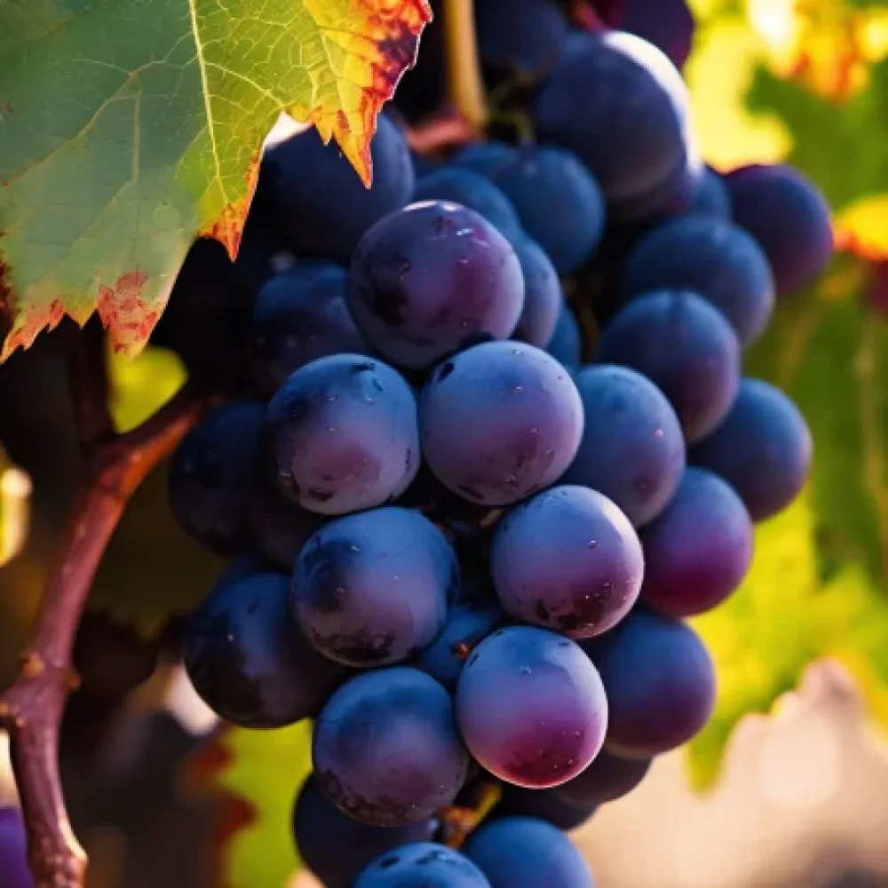 Vinova loza Cabernet Sauvignon - ranog dozrijevanja