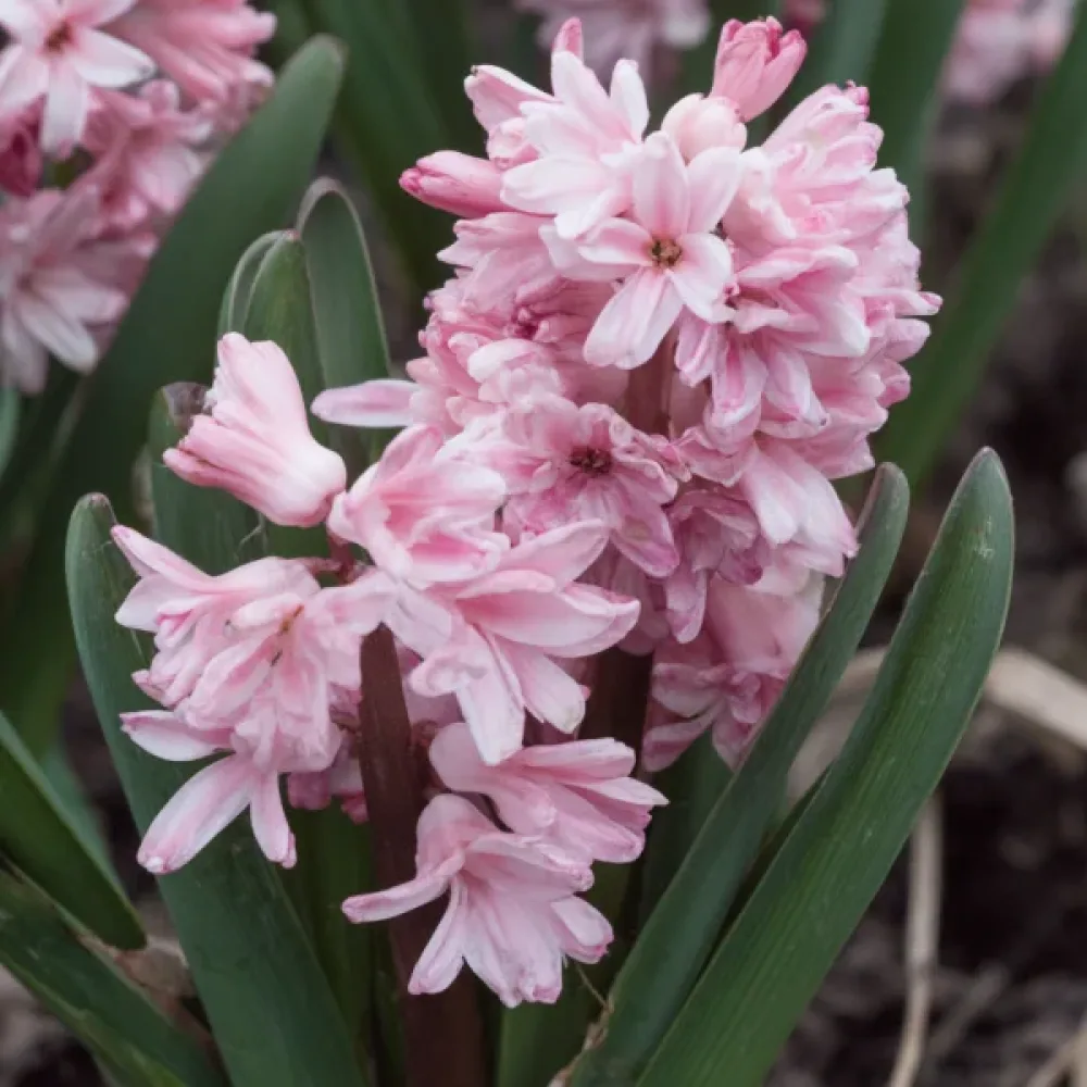 Zumbul Spring Beauty