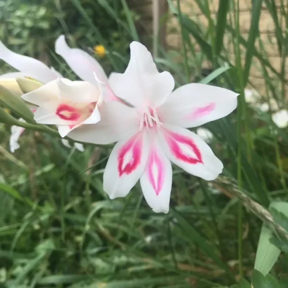 Gladiola Nymph (ružičasta)