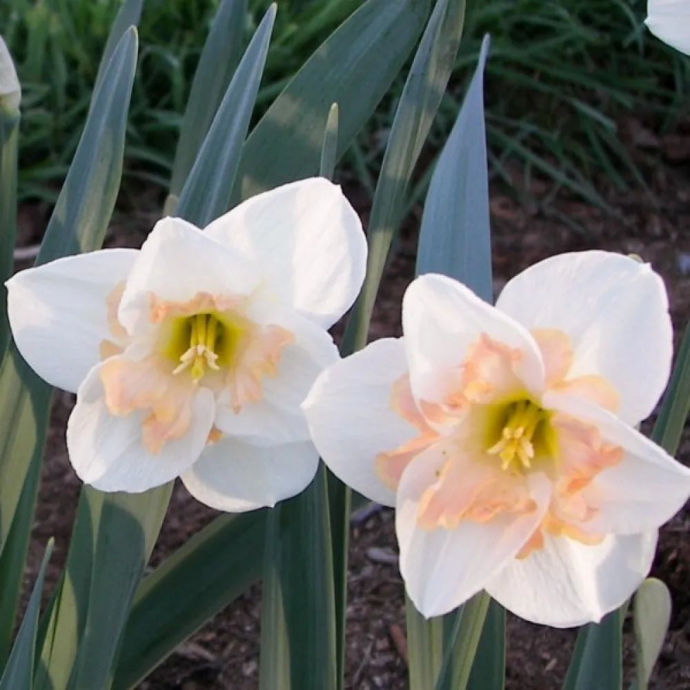 Narcis Changing Colours (promjenjivih boja)