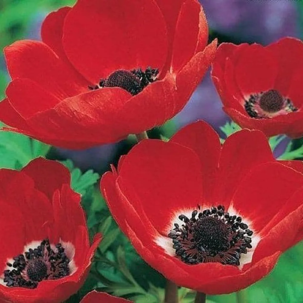 Anemona Coronaria Hollandia (crvena)