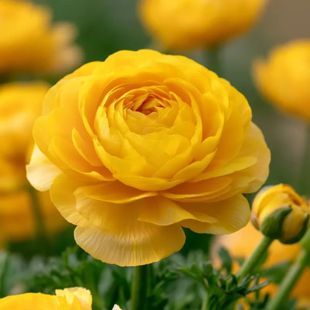 Ranunkulus Yellow Tomer (žuti)