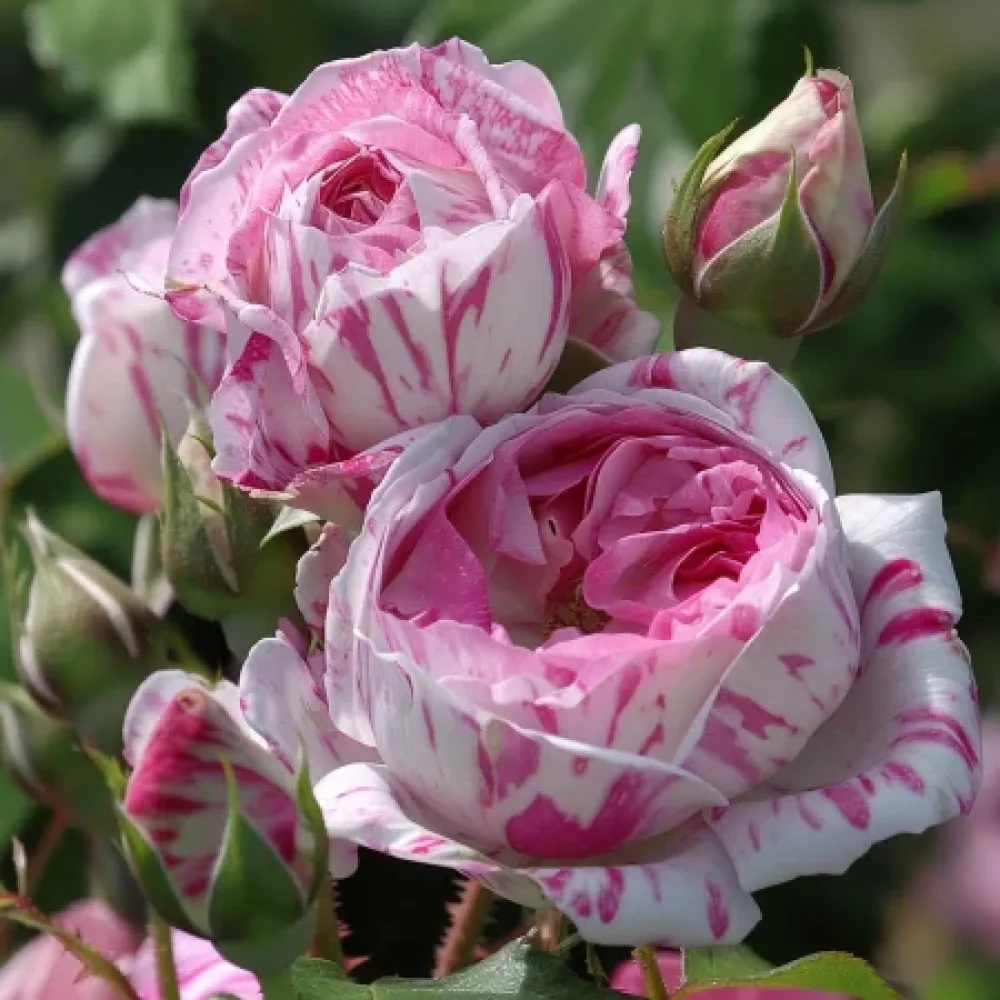 Ruža Floral Whirl - golog korijena
