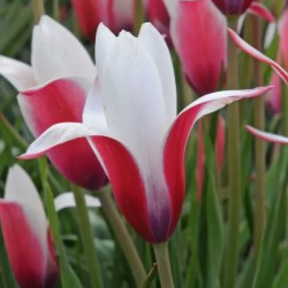 Tulipan Clusiana Peppermint Stick (mentol)