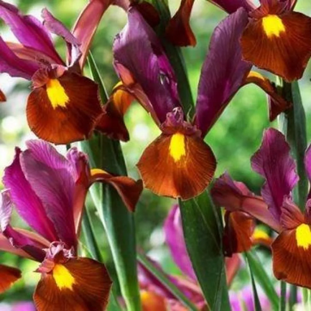 Iris RED EMBER (crveni)