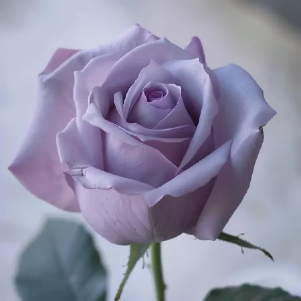 Ruža Blooming Symphony - golog korijena