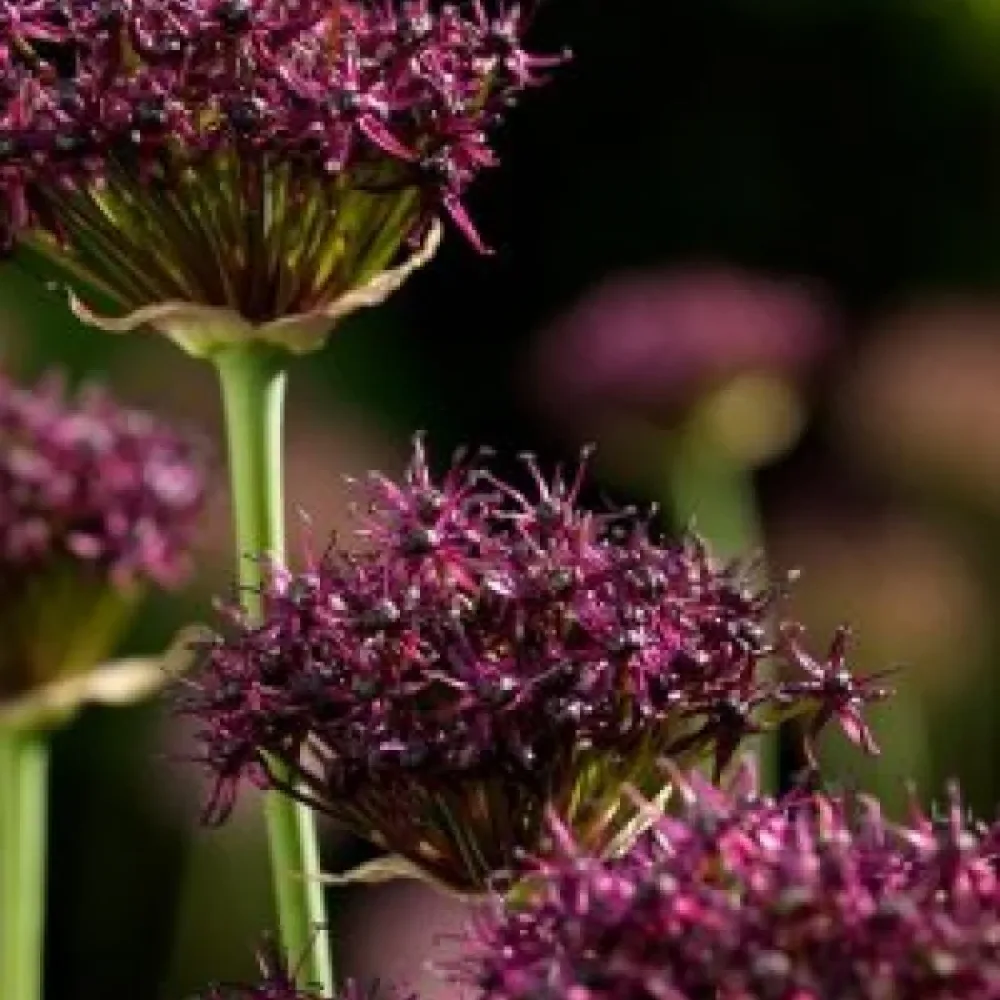 Ukrasni luk Atropurpureum (tamnopurpurni)