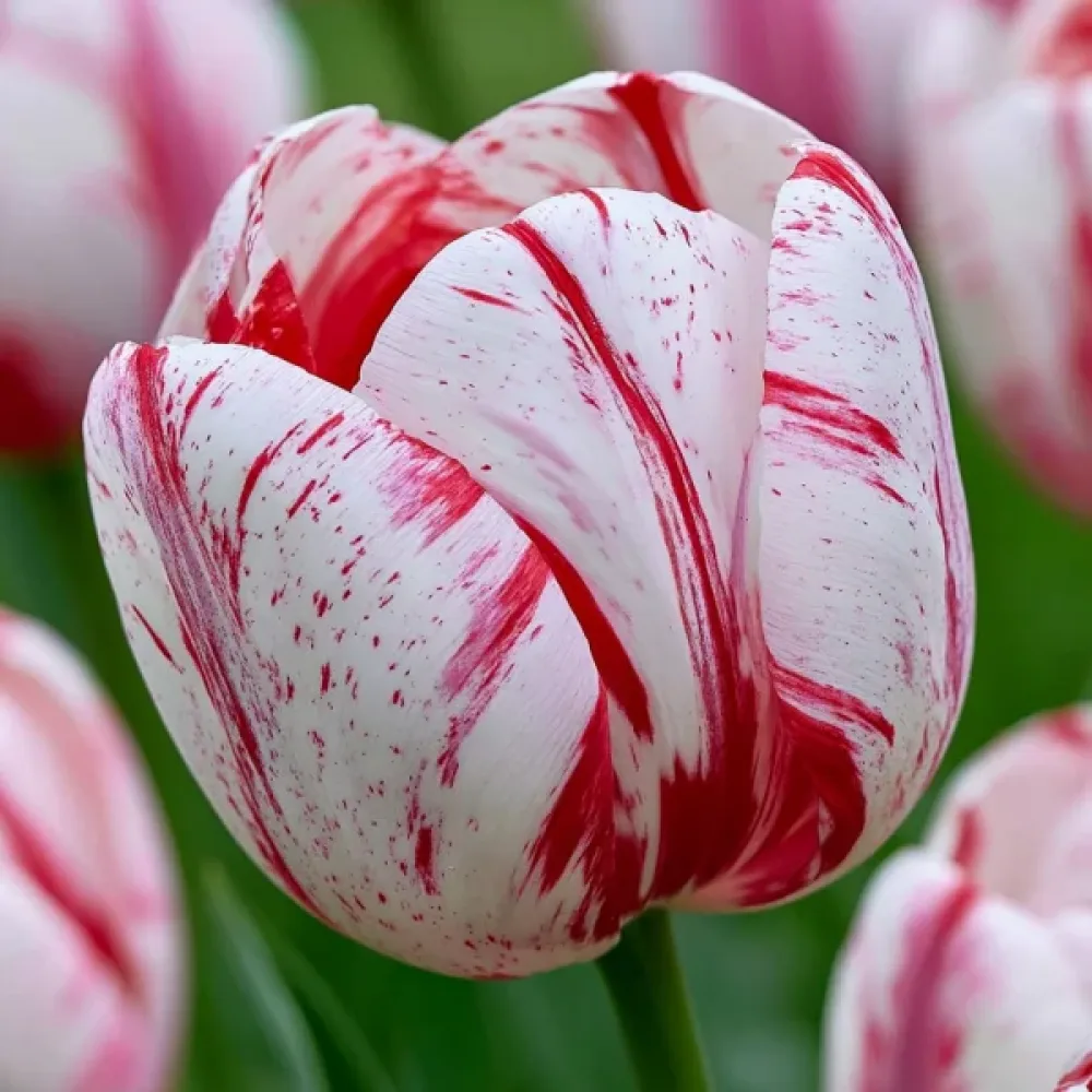 Tulipan One Direction (krem)