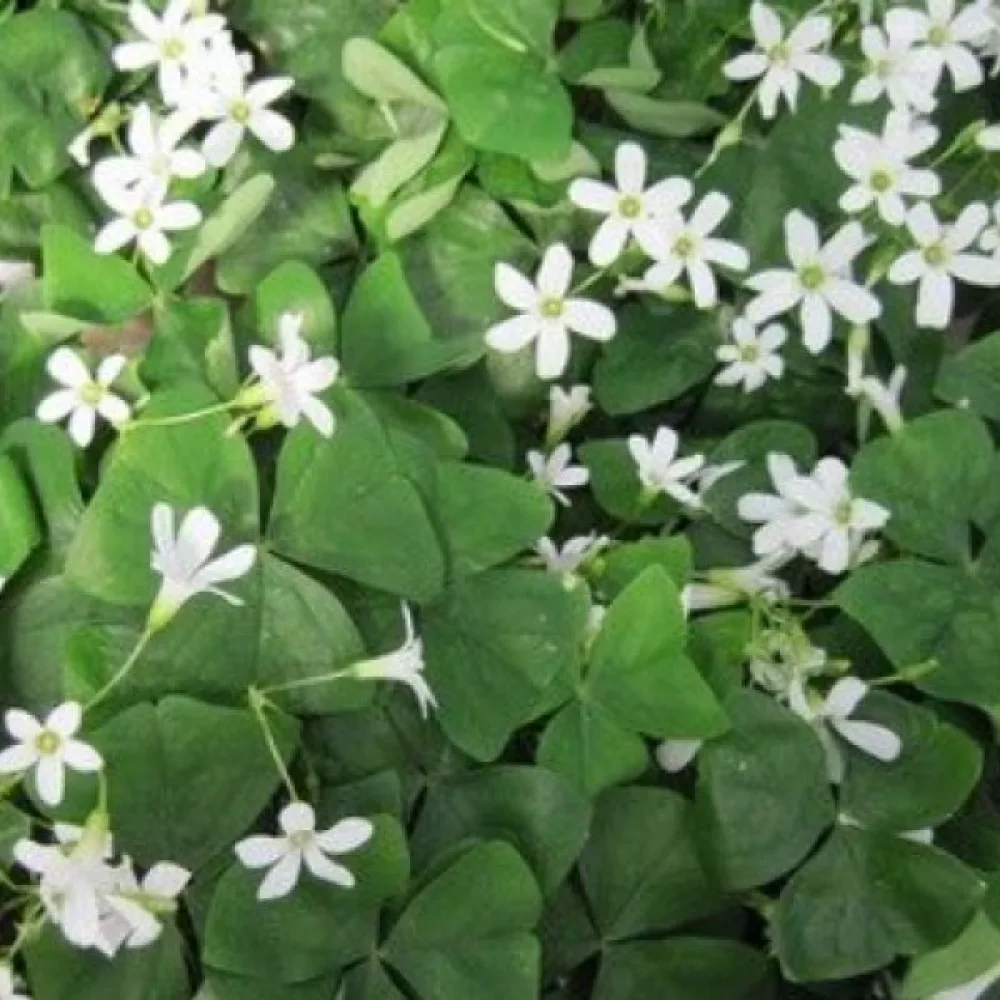 Oksalis REGNELLII (bijeli)