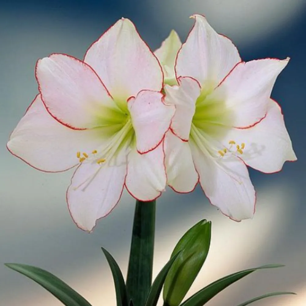 Amarilis Picotee (bijeli)