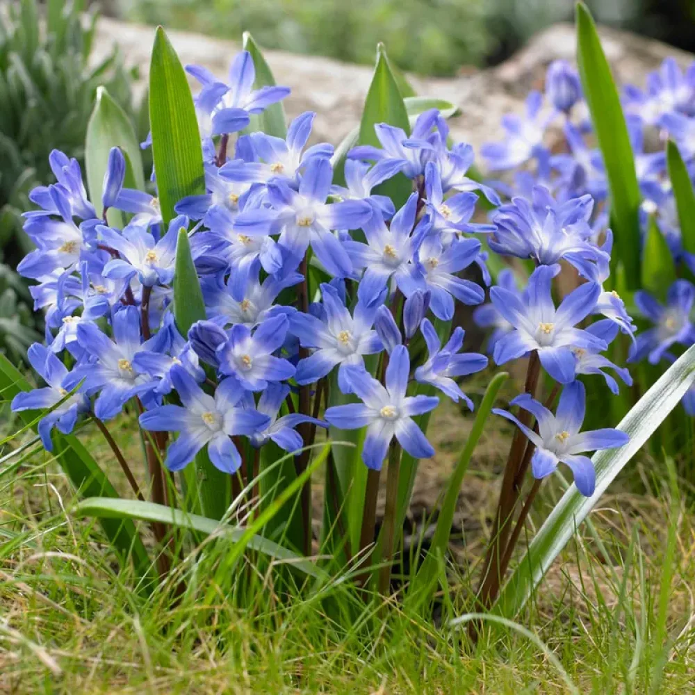 Hionodoksa Blue Giant (plava)