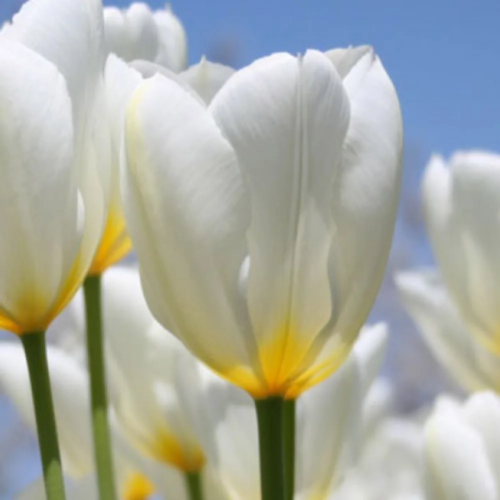 Tulipan Purissima (bijeli)