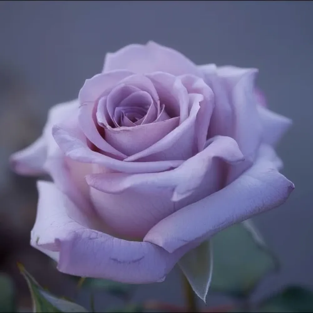 Ruža Blooming Symphony - golog korijena