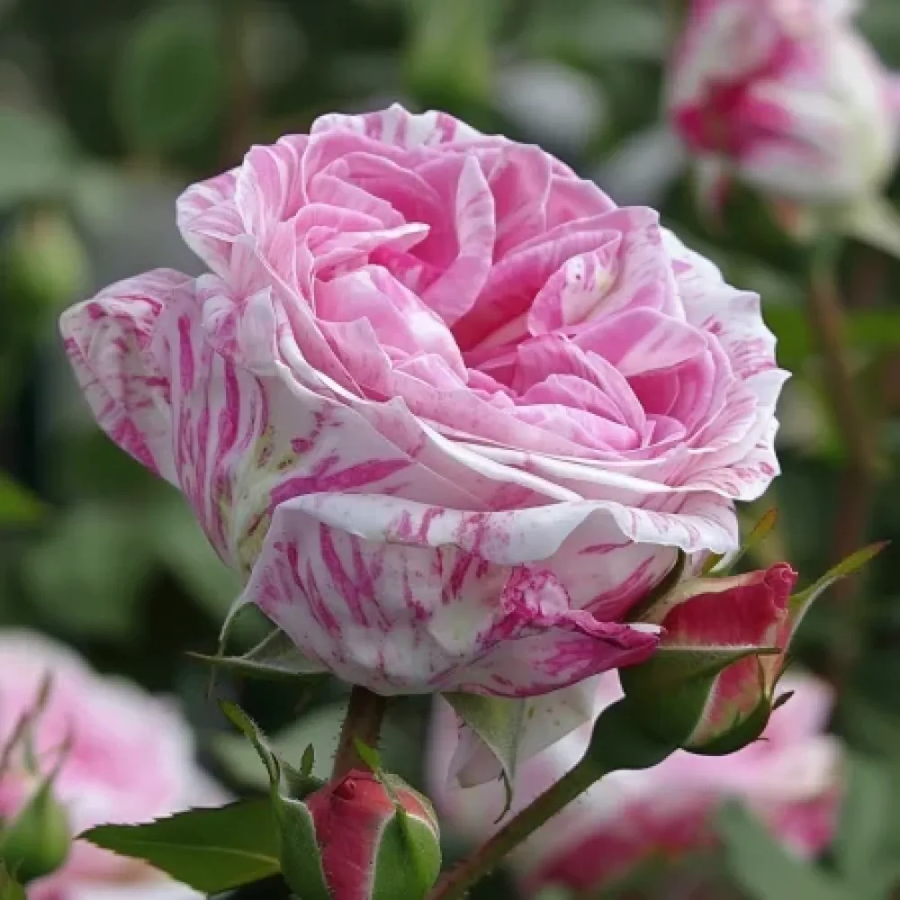 Ruža Floral Whirl - golog korijena