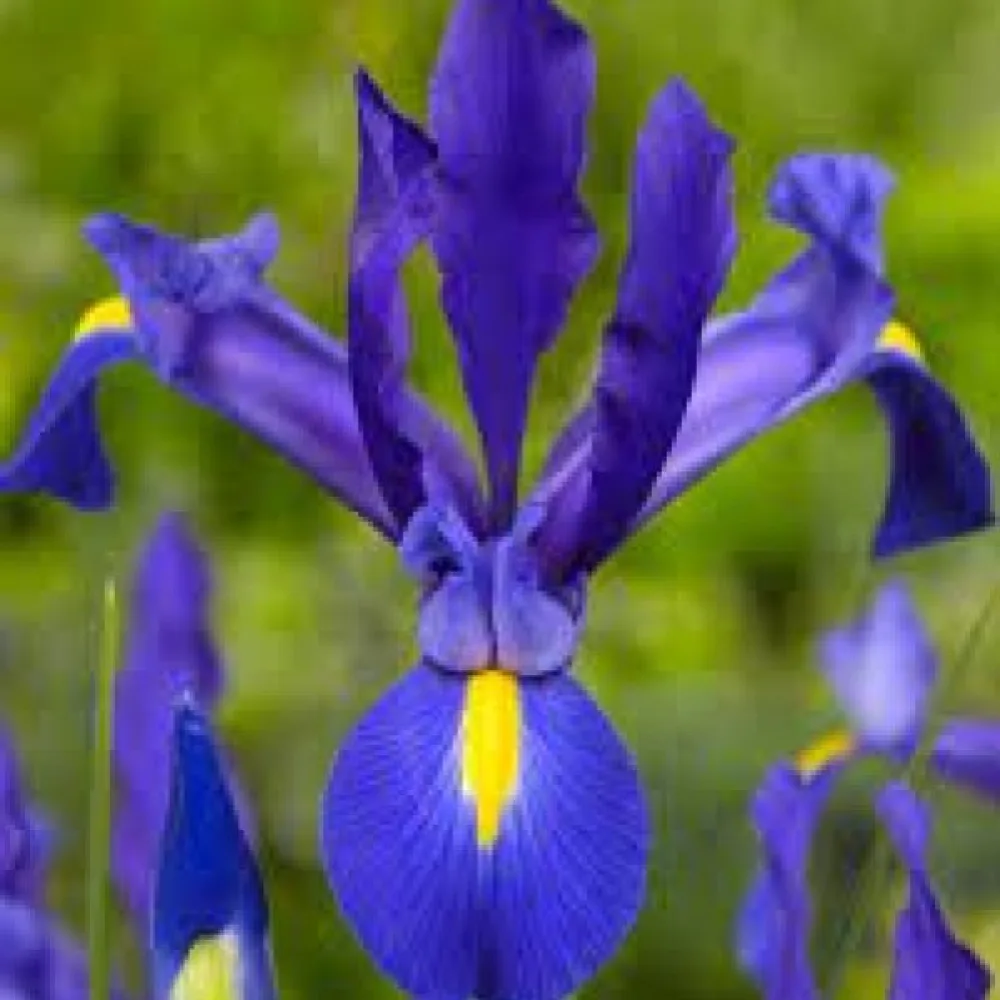 Iris Blue Magic Hollandica (plavi)