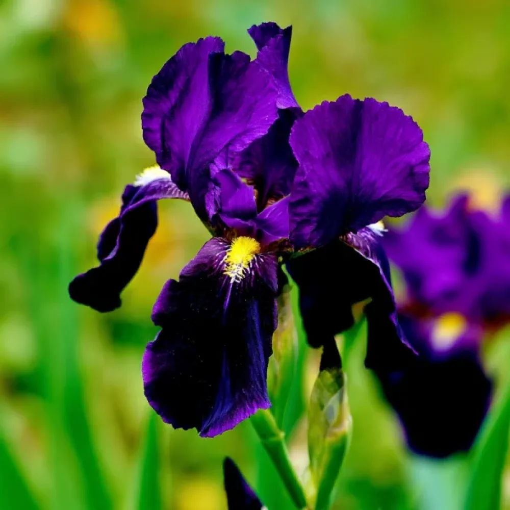 Iris Purple Sensation Hollandica (ljubičasti)