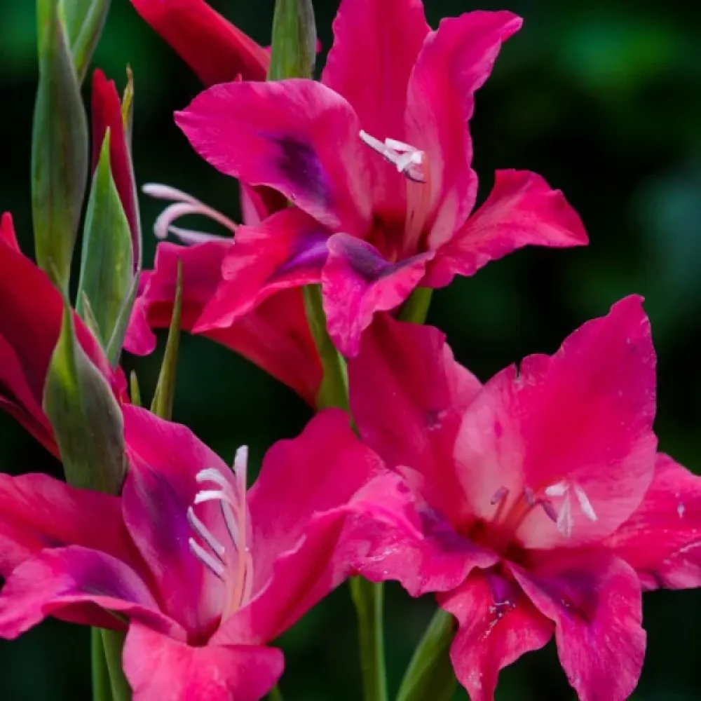 Gladiola Vulcano (vatrena)